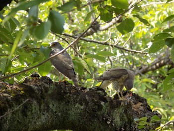 Japanese Sparrowhawk 埼玉県鴻巣市吹上　元荒川 Sun, 6/25/2023