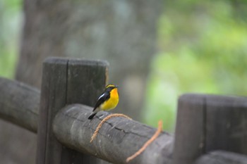 キビタキ 関ヶ原 2023年6月25日(日)