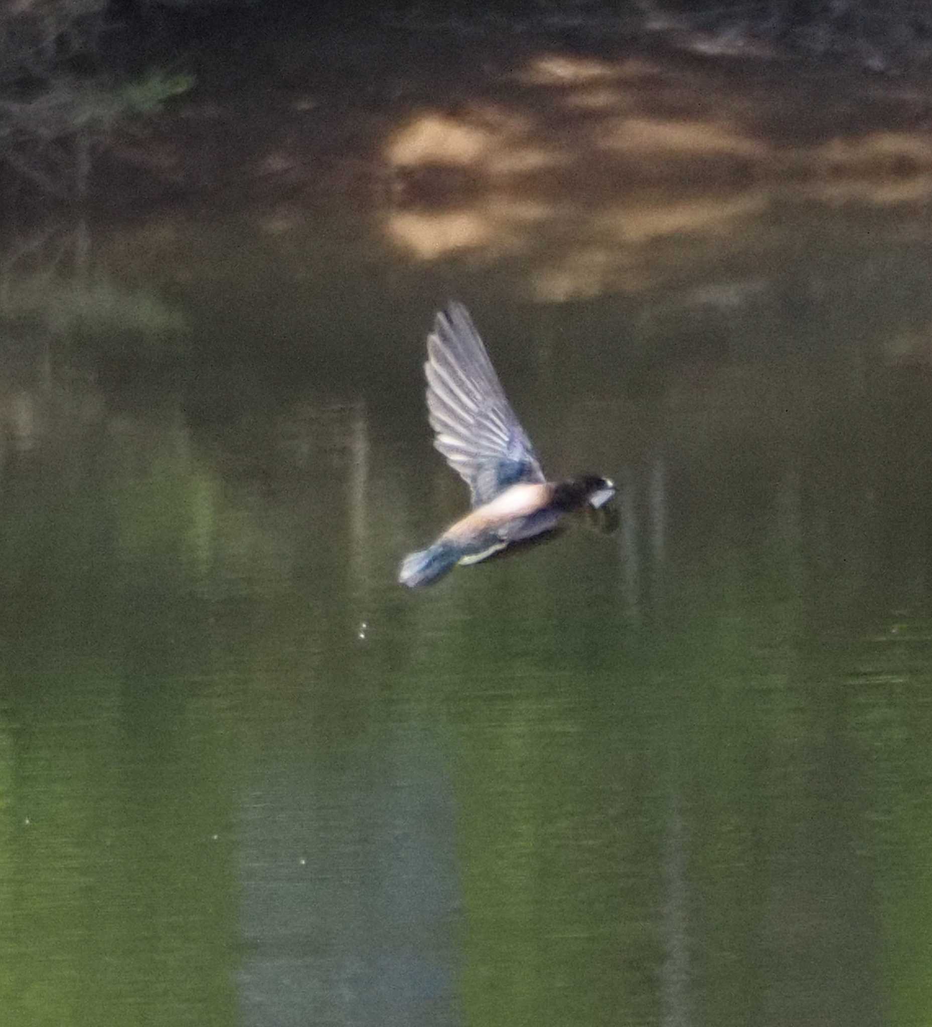 ハリオアマツバメ