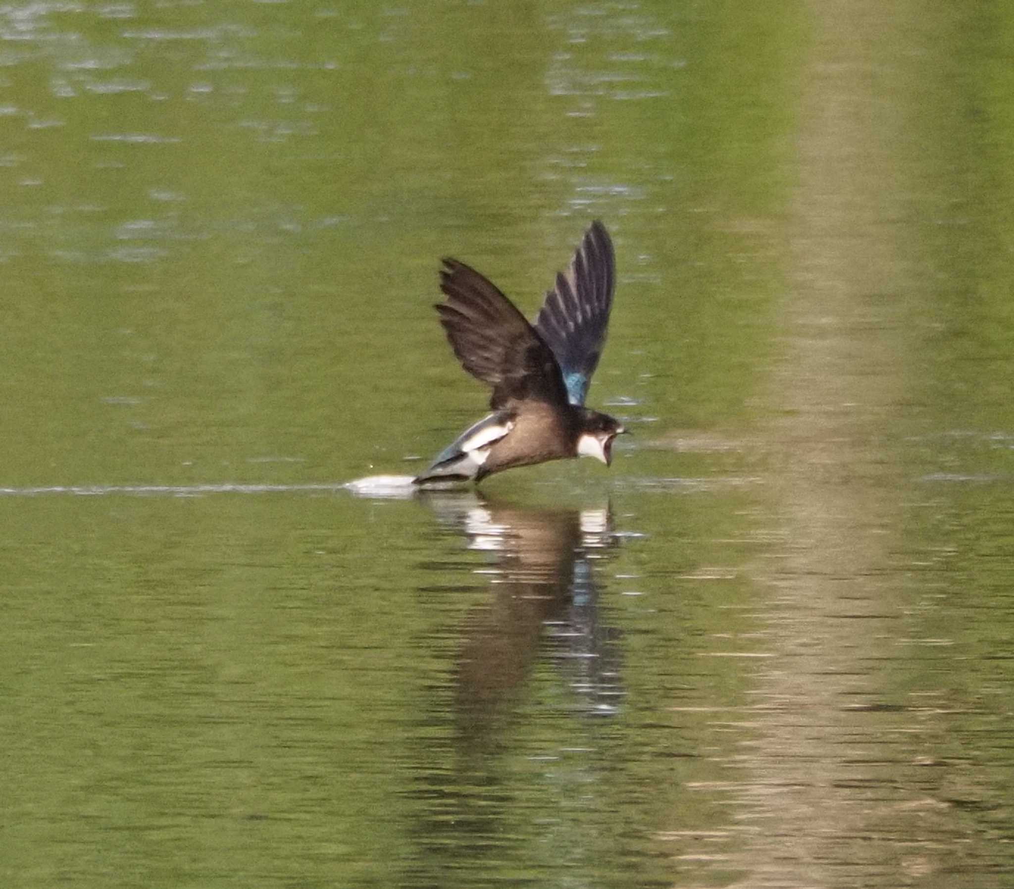 White-throated Needletail