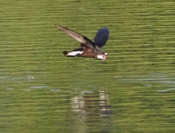 Sun, 6/25/2023 Birding report at ひるがの高原(蛭ヶ野高原)