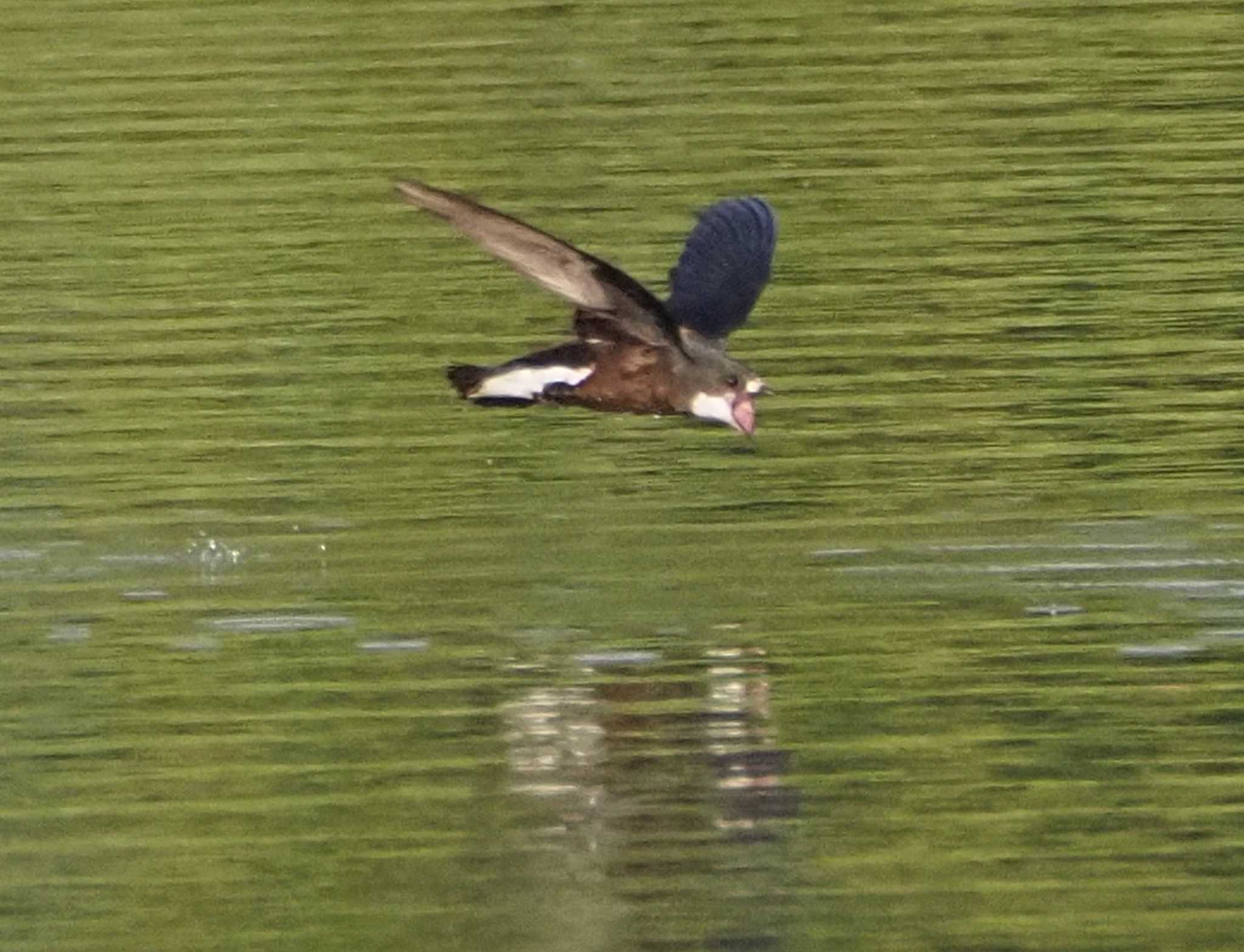 White-throated Needletail