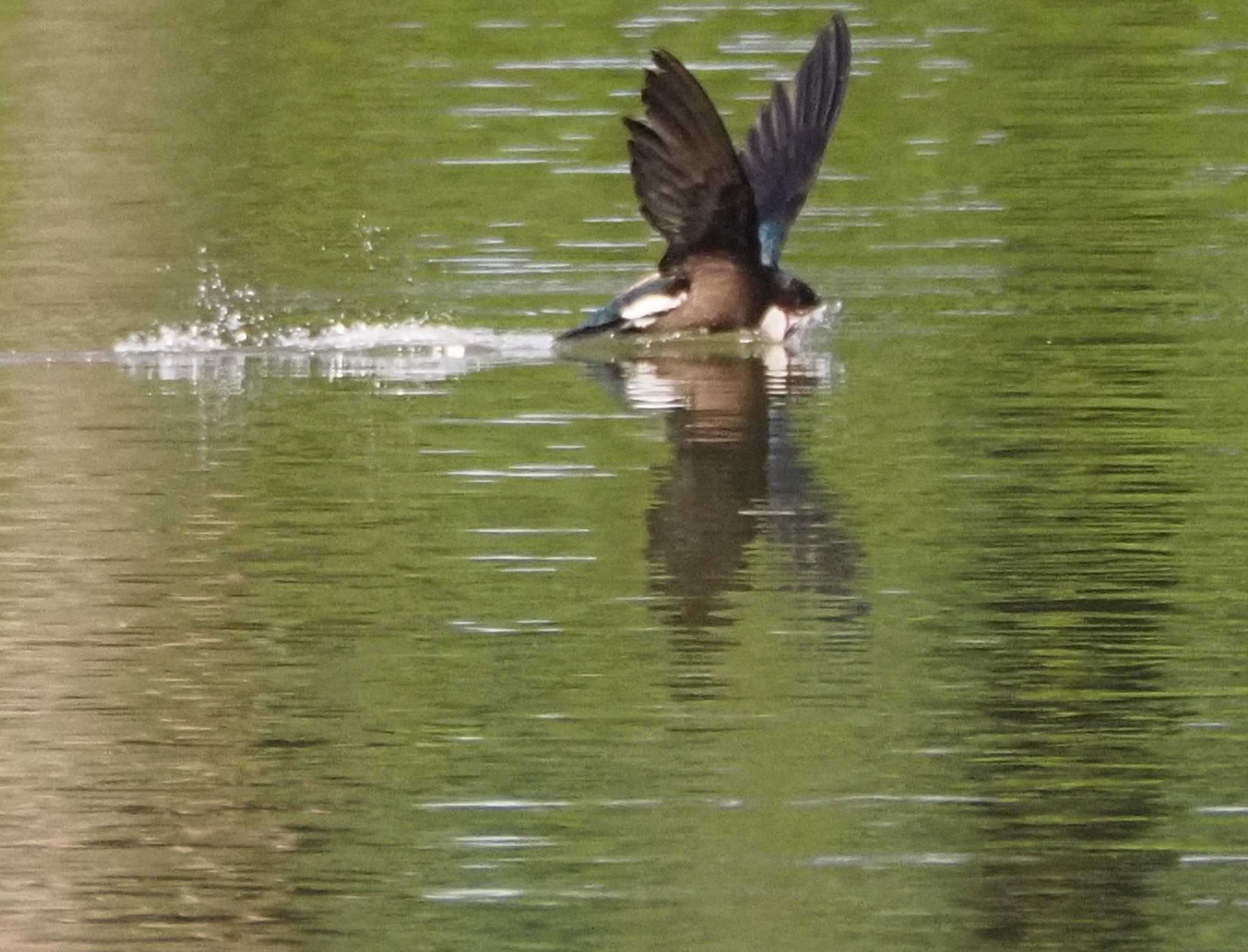 White-throated Needletail