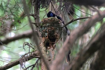 2023年6月25日(日) 海上の森の野鳥観察記録