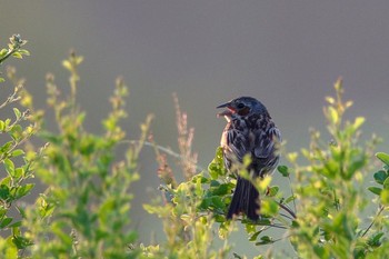 Chestnut-eared Bunting JGSDF Kita-Fuji Exercise Area Sun, 7/22/2018