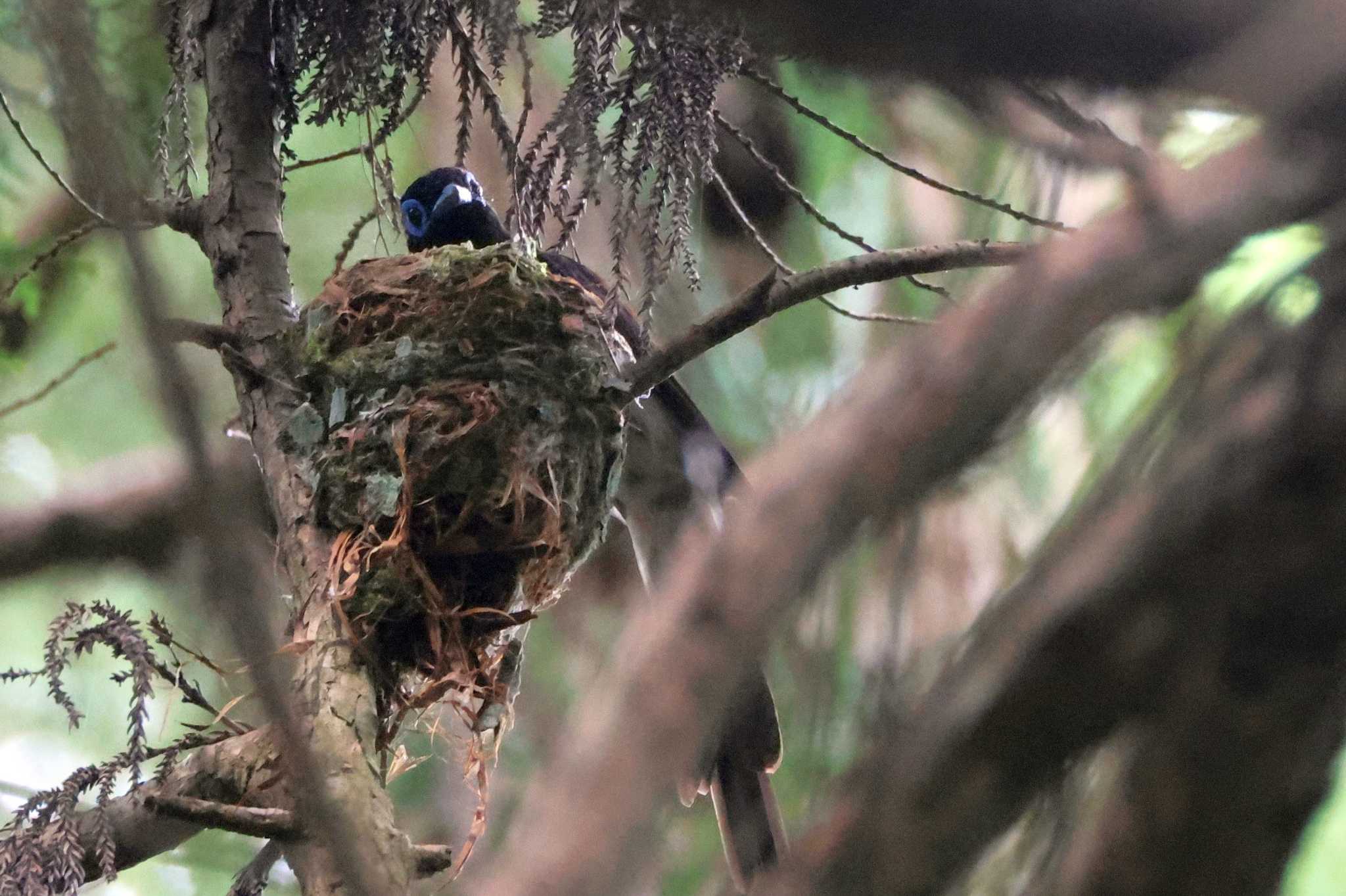 Black Paradise Flycatcher