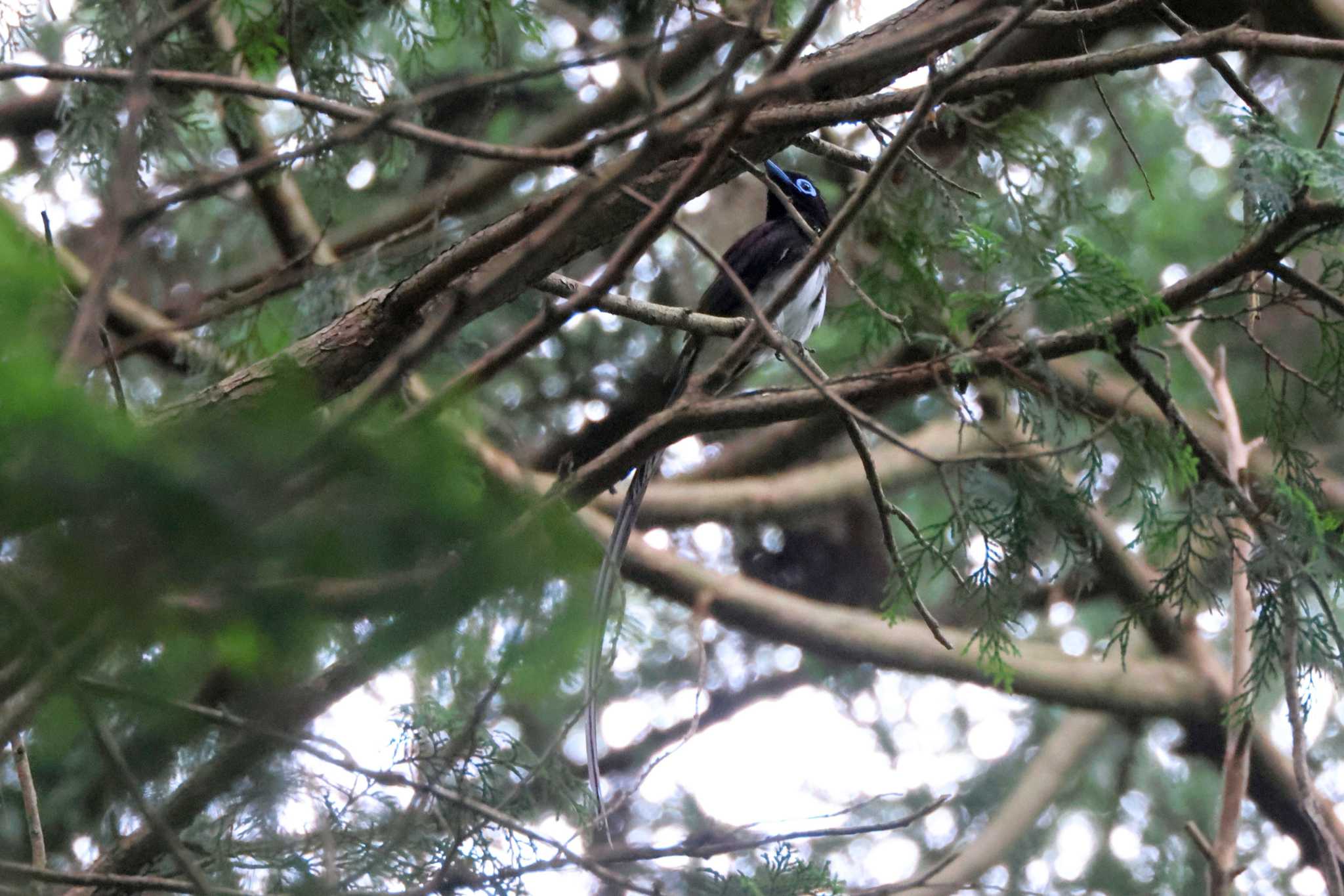 Black Paradise Flycatcher