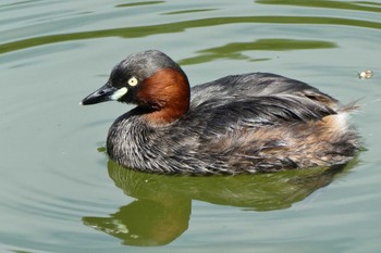 Little Grebe Ukima Park Sun, 6/25/2023