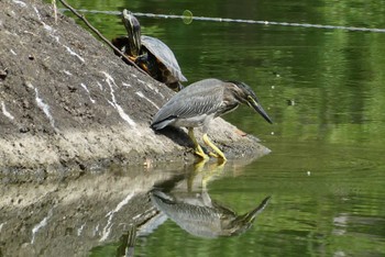 Striated Heron Ukima Park Sun, 6/25/2023