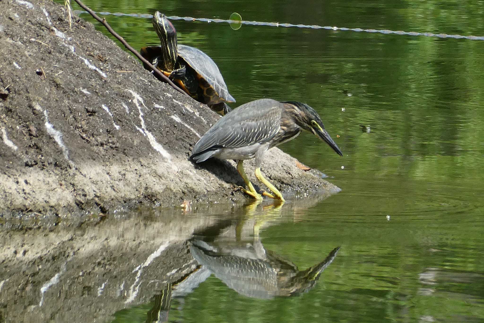 Striated Heron