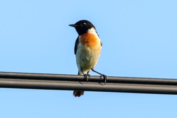 Amur Stonechat JGSDF Kita-Fuji Exercise Area Sun, 7/22/2018