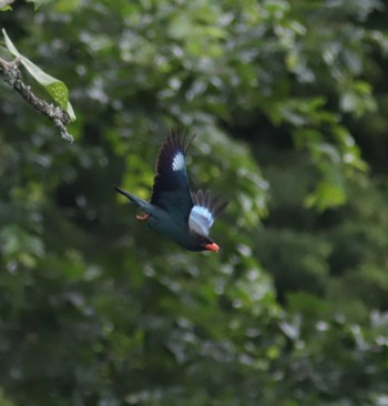 ブッポウソウ 岡山県吉備中央 2023年6月25日(日)