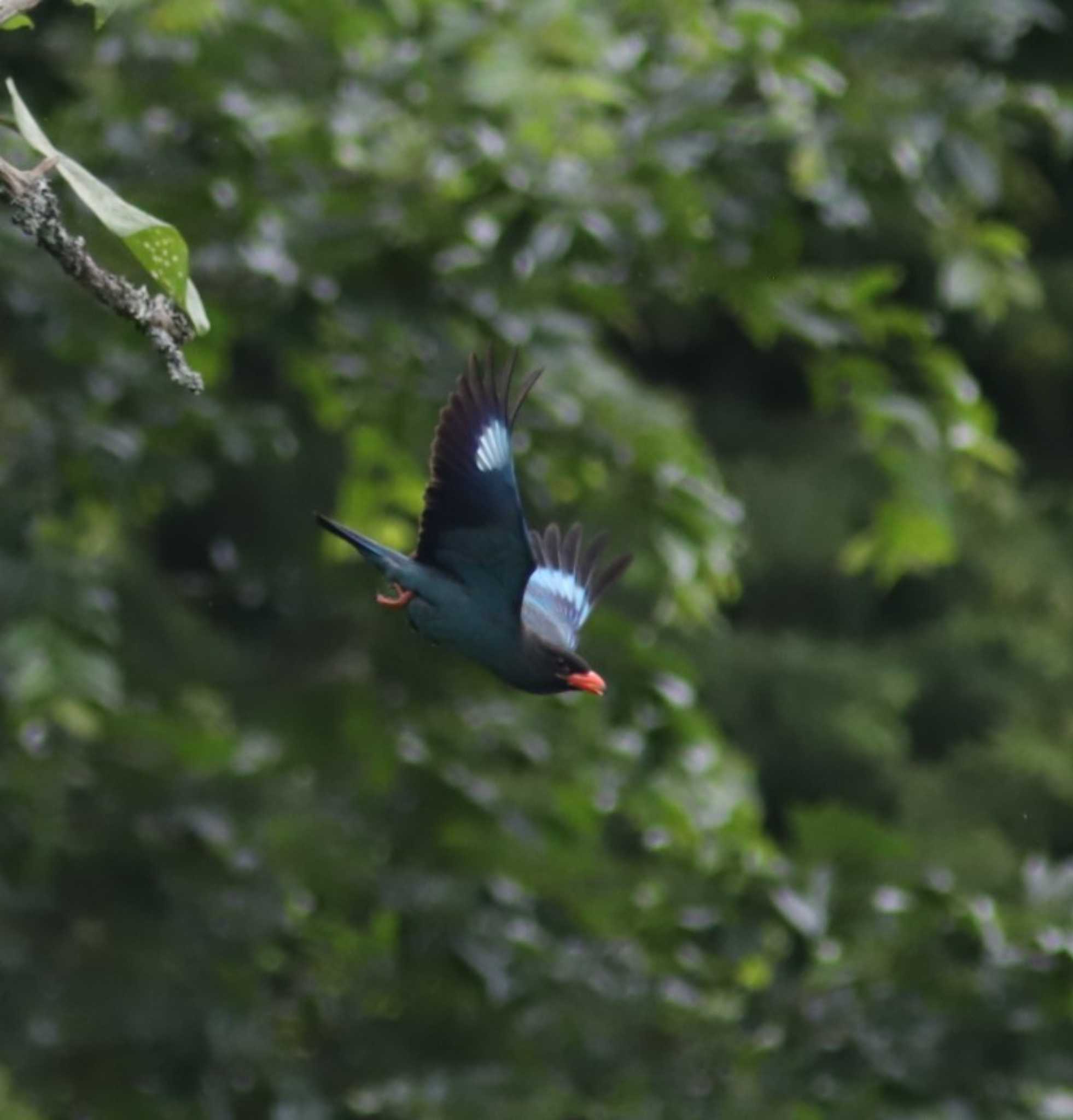 Photo of Oriental Dollarbird at 岡山県吉備中央 by アカウント13008