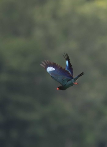 Oriental Dollarbird 岡山県吉備中央 Sun, 6/25/2023