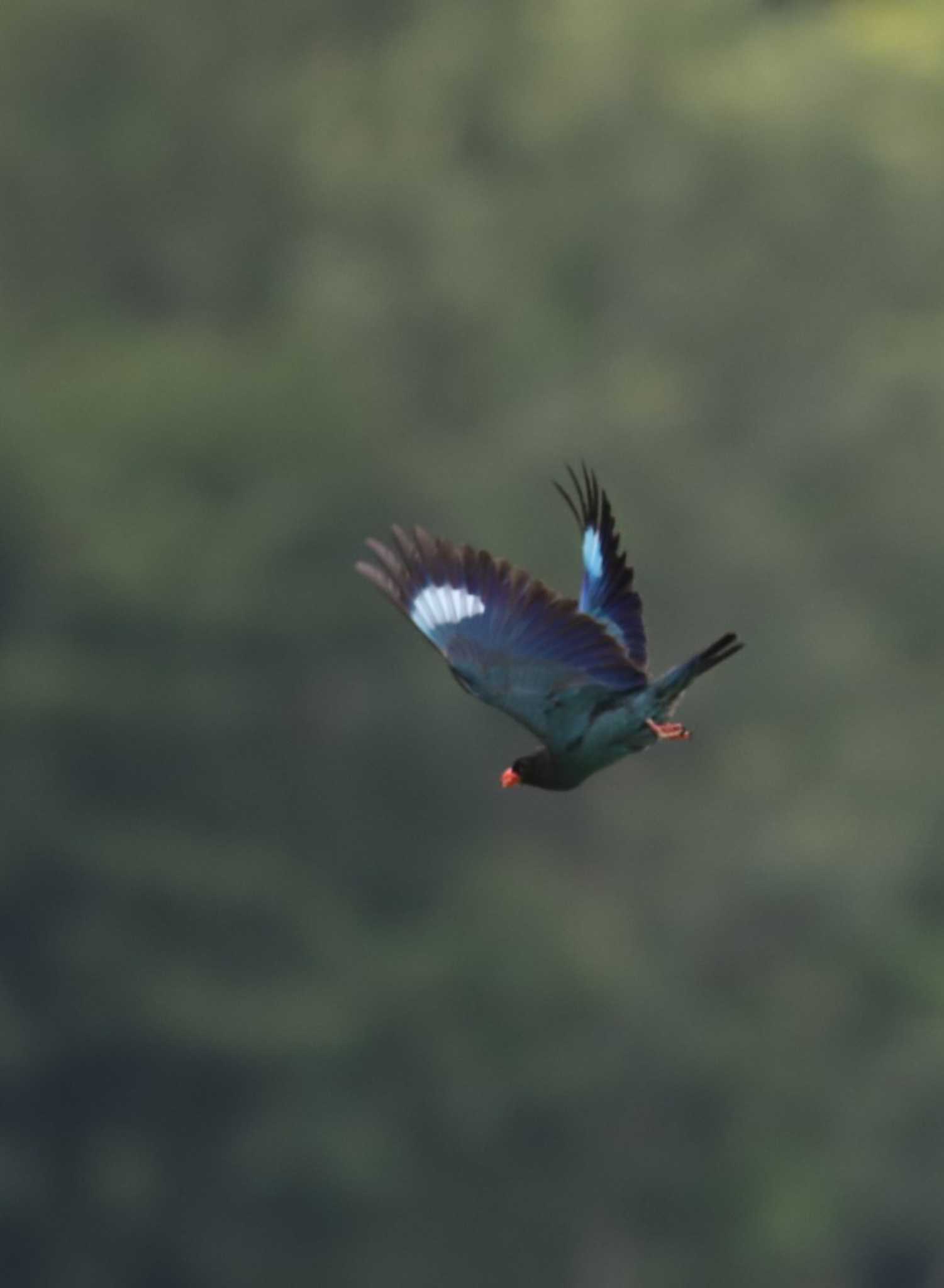 岡山県吉備中央 ブッポウソウの写真