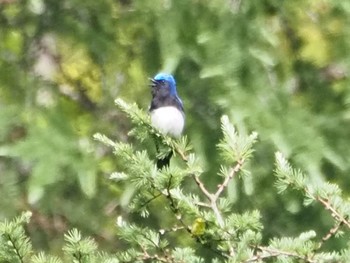 Blue-and-white Flycatcher 乙女高原 Sat, 6/24/2023