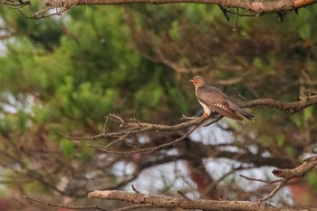 Common Cuckoo JGSDF Kita-Fuji Exercise Area Sun, 7/22/2018