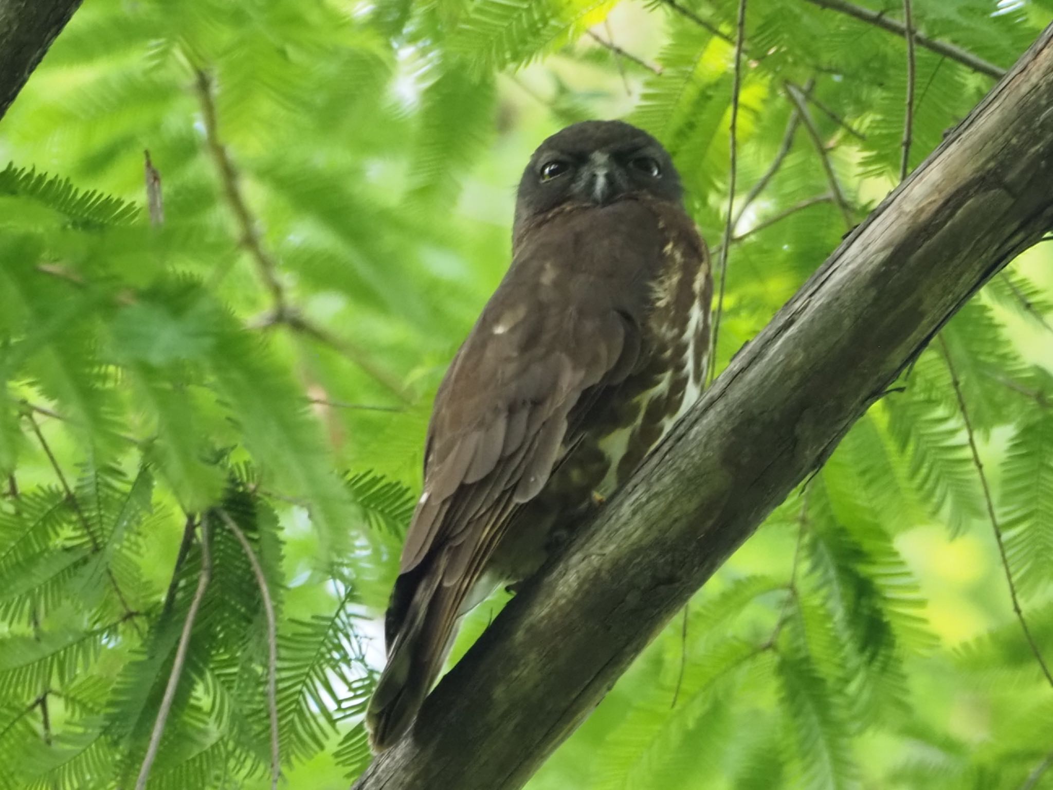 多摩森林科学園 アオバズクの写真