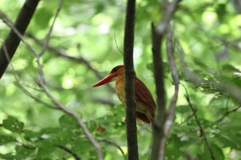 アカショウビン 静岡県立森林公園 2023年6月25日(日)