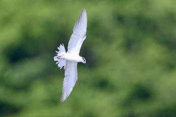 クロハラアジサシ 伊佐沼 2023年6月24日(土)