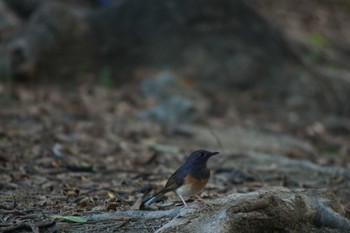 アカハラシキチョウ 台南公園 2023年6月2日(金)