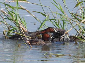 2023年6月25日(日) 伊佐沼の野鳥観察記録