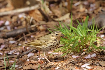 Olive-backed Pipit Asahiyama Memorial Park Mon, 5/1/2023