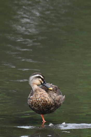 カルガモ 東京港野鳥公園 2023年6月24日(土)