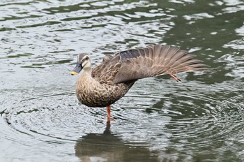 Eastern Spot-billed Duck Tokyo Port Wild Bird Park Sat, 6/24/2023