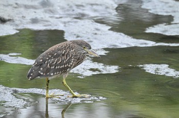 ゴイサギ 東京港野鳥公園 2023年6月24日(土)