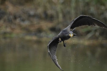 Great Cormorant Tokyo Port Wild Bird Park Sat, 6/24/2023