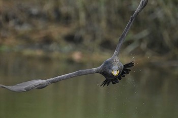 2023年6月24日(土) 東京港野鳥公園の野鳥観察記録