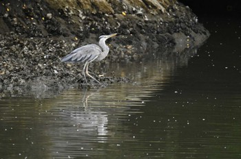 アオサギ 東京港野鳥公園 2023年6月24日(土)