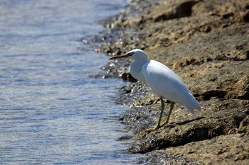 2018年6月5日(火) 豊崎海浜公園(沖縄)の野鳥観察記録