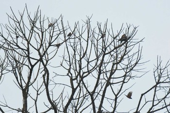 Grey-winged Blackbird