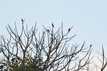 アカマシコ Doi Angkhang 2023年2月20日(月)