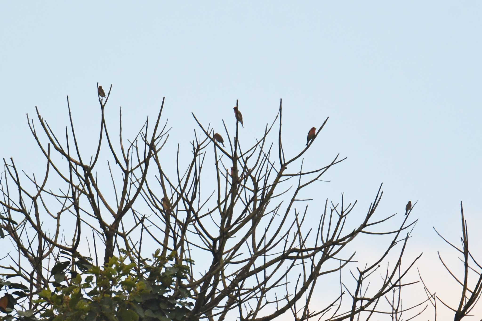 Common Rosefinch