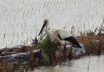 コウノトリ 佐賀県 2023年6月25日(日)