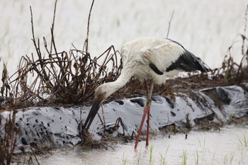 コウノトリ 佐賀県 2023年6月25日(日)