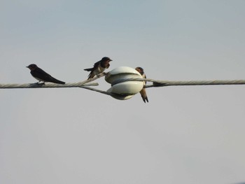 Barn Swallow 東松山市 Sun, 6/25/2023