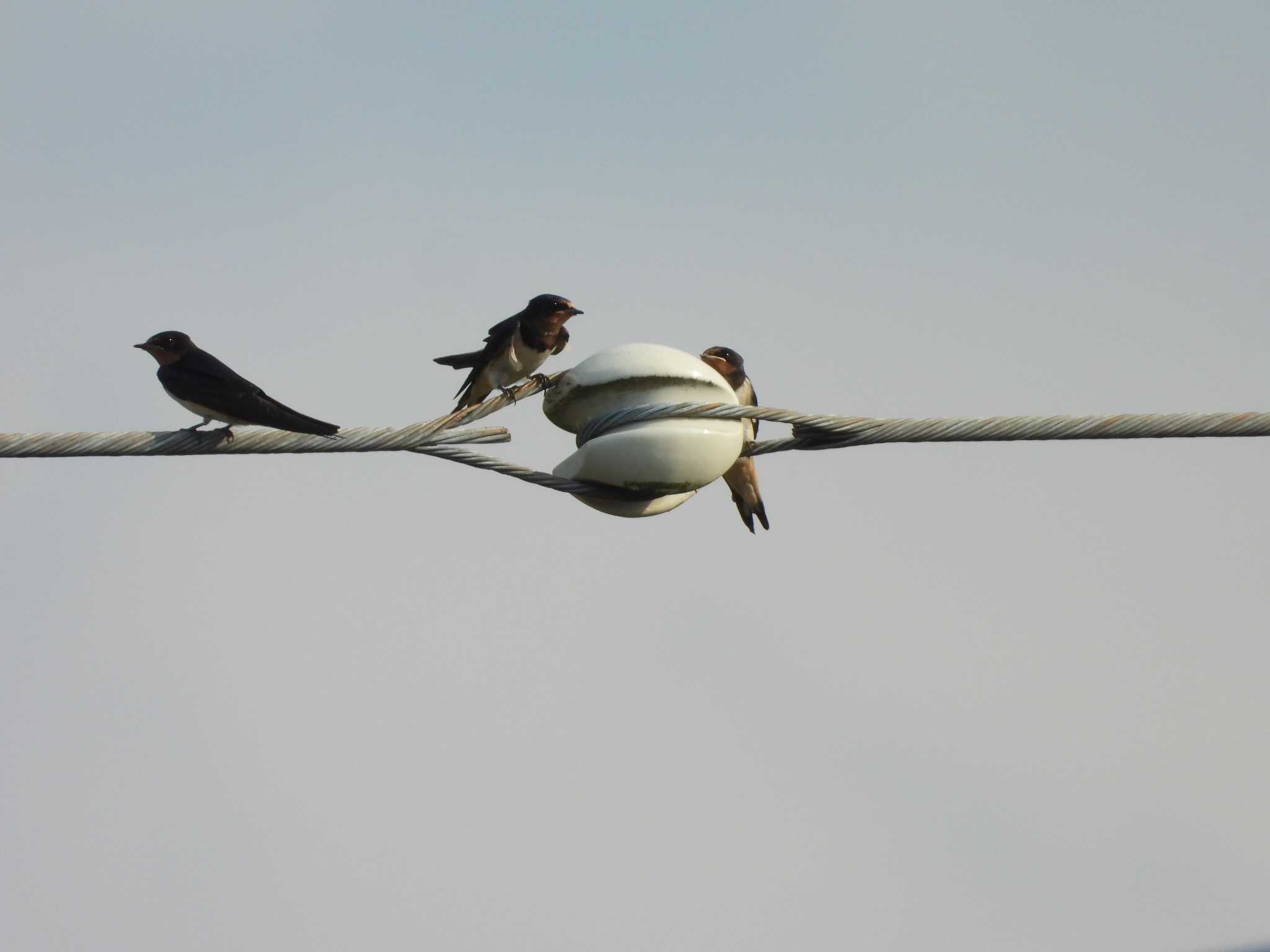 Photo of Barn Swallow at 東松山市 by おでんだね