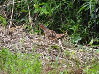 Chinese Bamboo Partridge 東松山市 Sun, 6/25/2023