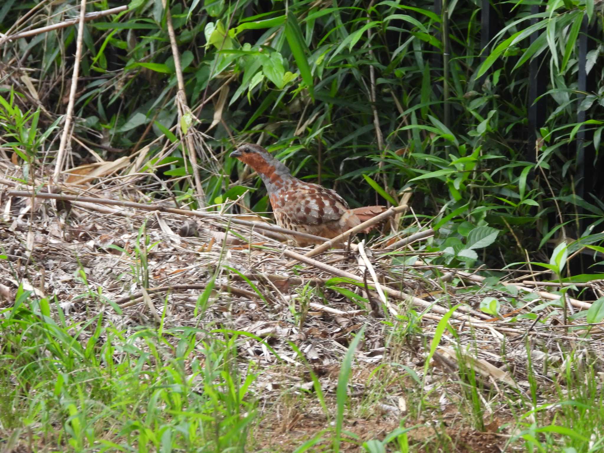 Photo of Chinese Bamboo Partridge at 東松山市 by おでんだね