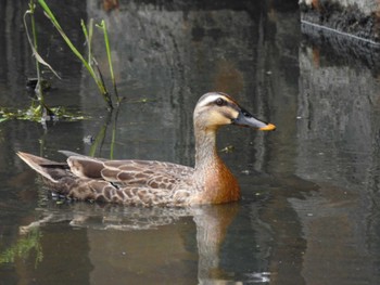 Sat, 6/24/2023 Birding report at Nabeta Reclaimed land