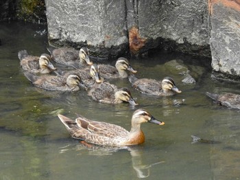 カルガモ 鍋田干拓地 2023年6月24日(土)