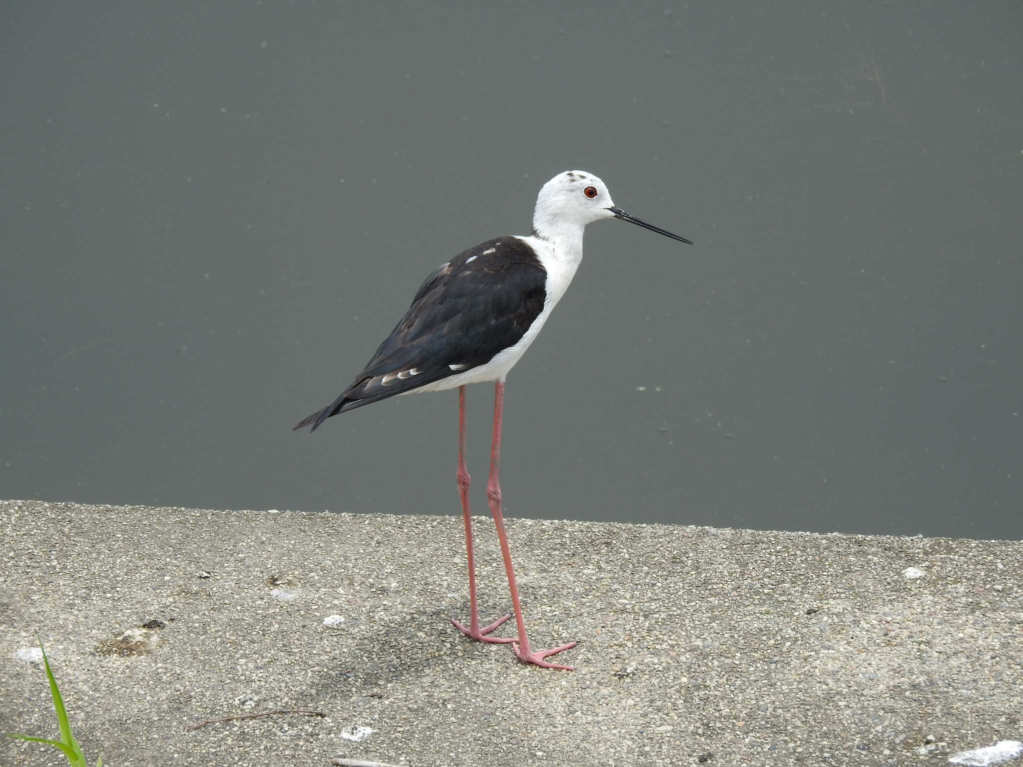 愛知県西尾市 セイタカシギの写真 by どらお