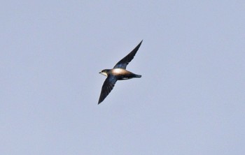 White-throated Needletail Unknown Spots Unknown Date