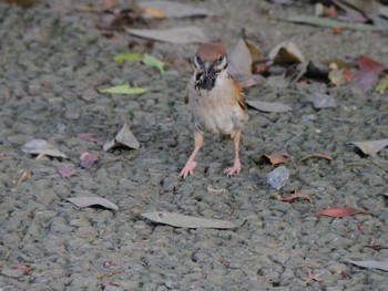 2023年6月25日(日) 新宿御苑の野鳥観察記録