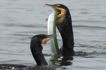 Great Cormorant 高梁川河口 Sun, 6/25/2023