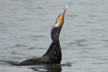 カワウ 高梁川河口 2023年6月25日(日)